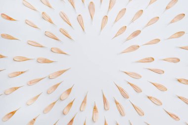 Beyaz arka planda pembe şeftali yaprakları çerçevesi ve boş fotokopi alanı. Yaratıcı çiçek yaprakları arkaplanı