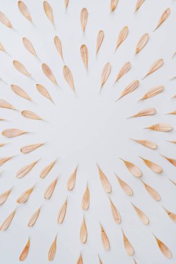 Beyaz arka planda parlak pembe çiçek yaprakları çerçevesi. Boş kopya alanına sahip yaratıcı asgari Paris titreşimleri çiçek kompozisyonu