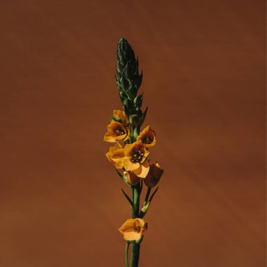 Beytüllahim 'in zarif yıldızı. Güneş ışığının gölgeleriyle sıcak, esmer bir arka plan. Estetik çiçekli sadelik kompozisyonu. Manzara çiçeğini kapat