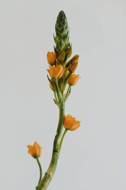 Beyaz arka planda Beytüllahim 'in Turuncu Yıldızı çiçeği. Basit çiçek kompozisyonu