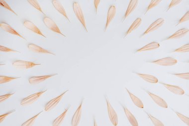 Pastel pembe çiçek yaprakları ve beyaz arka planda tomurcuk. Kopya alanı olan en küçük çiçek bileşimi