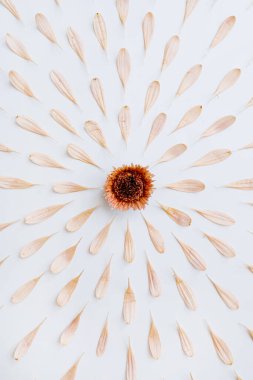 Beyaz arka planda parlak pembe çiçek yaprakları ve tomurcuk deseni. Yaratıcı asgari Paris titreşimleri çiçek kompozisyonu