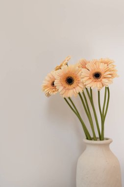 Pastel Gerbera çiçek buketi beyaz arka planda beyaz kil vazoda. Ön görünüm minimal çiçek bileşimi