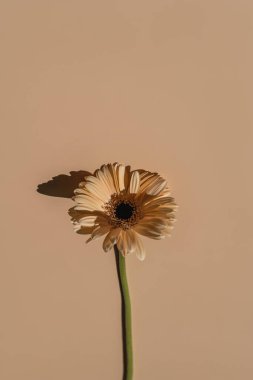 Ten rengi bej arka planda narin şeftali rengi Gerbera çiçeği sapı. Estetik yakın görünüm güneş ışığı gölgeli çiçek kompozisyonu ve uzay kopyası