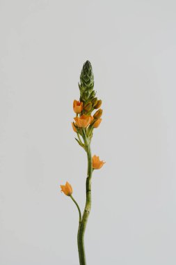 Beyaz arka planda Beytüllahim 'in zarif yıldızı. Estetik çiçekli sadelik kompozisyonu. Manzara çiçeğini kapat