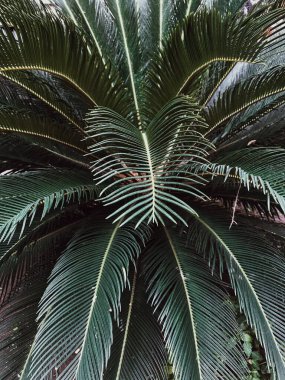 Tropik egzotik palmiye yaprakları. Çiçek deseni