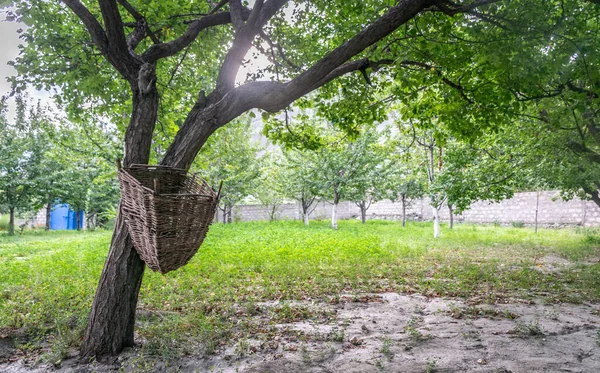 Good Morning from Cherry & Apple Garden