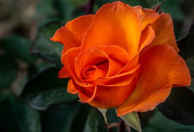 Closeup of an Orange Rose Flower
