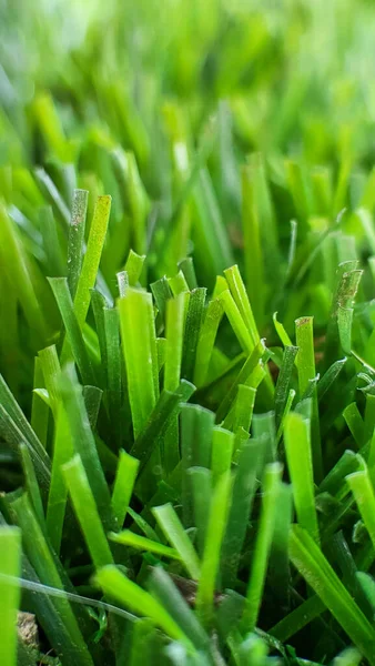 closeup green synthetic grass in the home garden