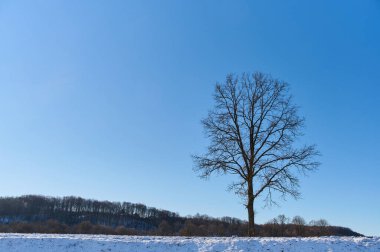 Yapraksız büyük bir ağaç, bulutsuz bir gökyüzünün arka planında, kışın. Arka planda yaprak döken bir orman var..