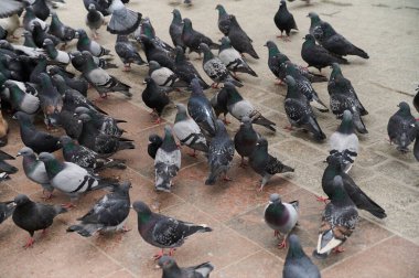 Bir güvercin sürüsünü beslemek. Yiyecek arayan kuş sürüsü. Gri güvercinler şehir sokaklarını doldurdu.