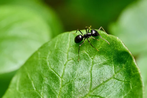 Close up view of little ant on green leaf. Tiny black ant running on grass. Small insect in natural environment.