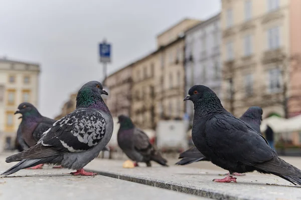 Kalabalık caddede yürüyen güvercinler. Yiyecek arayan gri kuşlar. Gökyüzünün arka planındaki farklı güvercinlerin görüntüsünü kapat.