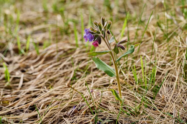 Sahada tek bir akciğer otu büyüyor. Pulmonaria officinalis 'e yakından bakın. Bahar çiçeğinin açması.