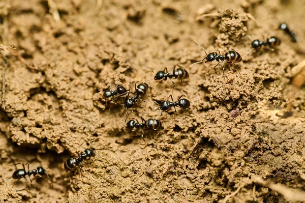 蟻の建物の蟻のグループのビューを閉じます 地上を走るアリは数十匹 食物を探している黒い昆虫 — ストック写真