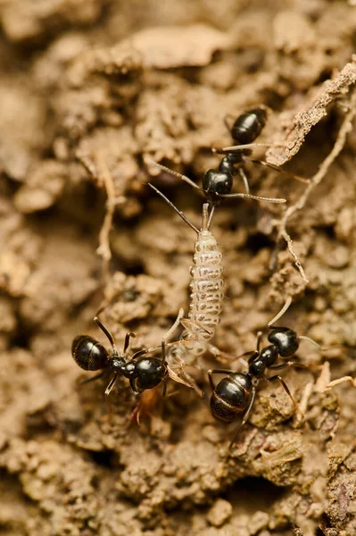 Black ants fighting with tiny millipede. Small ants trying to win other insect. Different insects fighting in natural environment.