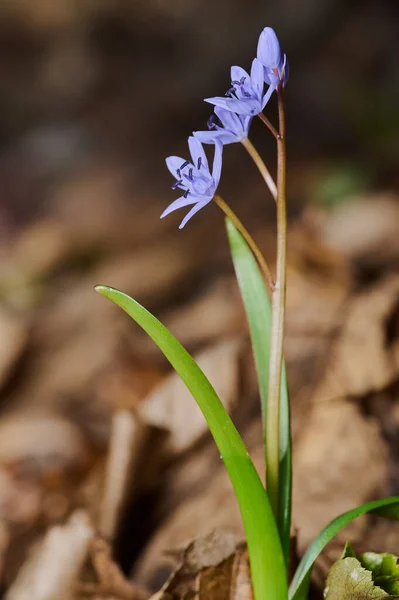 Close up view of tiny flower sprout. Little squill growing in spring forest. Small purple flower blooming on sunlight.