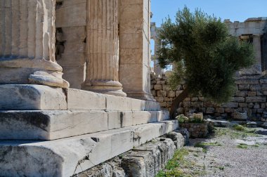 Taş merdivenler ve Parthenon binasının bir kısmı. Sütunları Yunanistan 'da mavi gökyüzüne karşı. Tapınağın duvarlarının yanında zeytin ağacı var. Athena Tapınağı. 26.10.2020. Atina, Yunanistan.