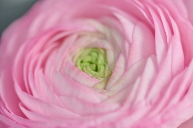 Çiçekli pembe gül, makro çiçek tomurcuğu