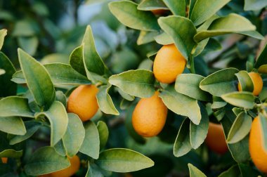 Bahçede kahvaltıda yetişen portakallar.