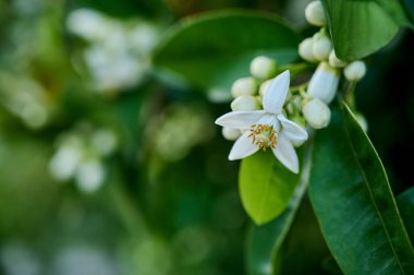 Beyaz çiçekli limon bitkisi açık havada çiçek açıyor, yakın plan.