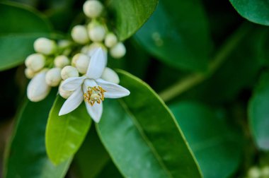 Beyaz çiçekli limon bitkisi açık havada çiçek açıyor, yakın plan.