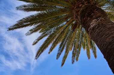 Palmiye ve mavi gökyüzü bulutu