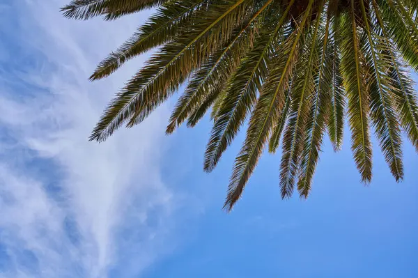 Palmiye ve mavi gökyüzü bulutu