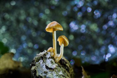 Ormanda çürümüş bir gövdede üç küçük mantar yetişiyor. Yüksek kalite fotoğraf