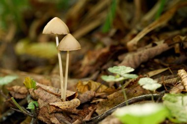Psilocybe semilanceata mantarı çimenler ve kuru yapraklar arasında yetişir. Makro fotoğraf. Yüksek kalite fotoğraf