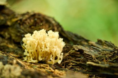 Ramaria mantarı ormanda yetişir. Gün ışığında hem de. Makro fotoğraf. Yüksek kalite fotoğraf