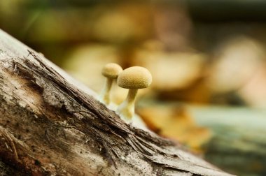 Eski gövdenin yamacında birçok küçük mantar yetişir. Yüksek kalite fotoğraf