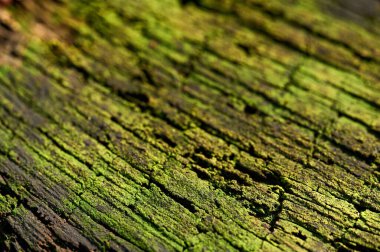 Yeşil yosunlarla kaplı eski bir ağaç dokusu. Çatlaklar, çürümüş bir kütük. Makro fotoğraf
