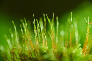 Çiğ taneleriyle kaplı yelpaze yosunu. makro fotoğraf. Roman arkaplanı