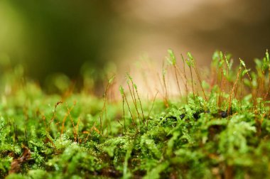 Çiğ taneleriyle kaplı yelpaze yosunu. makro fotoğraf. Roman arkaplanı