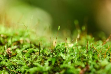 Çiğ taneleriyle kaplı yelpaze yosunu. makro fotoğraf. Roman arkaplanı