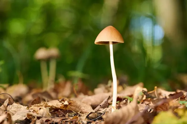 stock image Psilocybe semilanceata mushroom grows in a field among grass and dry leaves. Macro photo. High quality photo