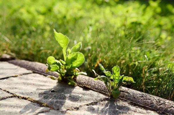 Asfalt levhalar arasında iki gür yeşil bitki yetişiyor. Çimenler plakaların yanında.