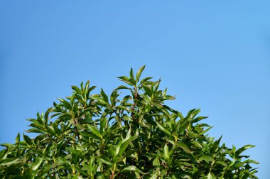 Bereketli yeşil yaprakları olan canlı bir ağaç geniş mavi bir gökyüzüne karşı dimdik ayakta duruyor. Sahne, güneşli bir günde doğanın sükunetini yakalar. Yaprakların güzelliğini gözler önüne serer..