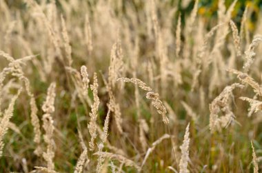 Uzun otlar sakin bir çayırda zarif bir şekilde sallanıyor, güneşin altında güneşleniyorlar. Barışçıl atmosfer, değişen yapraklarla dolu bir sonbahar öğleden sonrasının özünü yakalıyor..