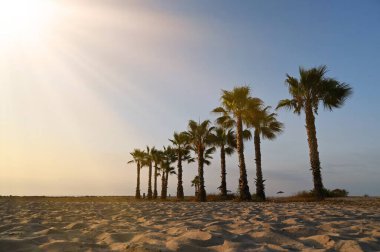 Güneş ışığı, yüksek palmiye ağaçlarının gururla durduğu sakin bir plajı yıkıyor. Sıcak altın renkler, akşam yaklaşırken yumuşak kumu aydınlatıyor. Huzuru ve huzuru davet ediyor..