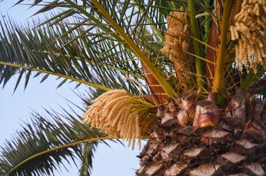 Uzun bir palmiye ağacı, gür yeşil yaprakları ve narin altın çiçek kümeleriyle dikkatleri çeker. Geniş mavi bir gökyüzünün altında hafif hafif sallanan ılık rüzgarda..