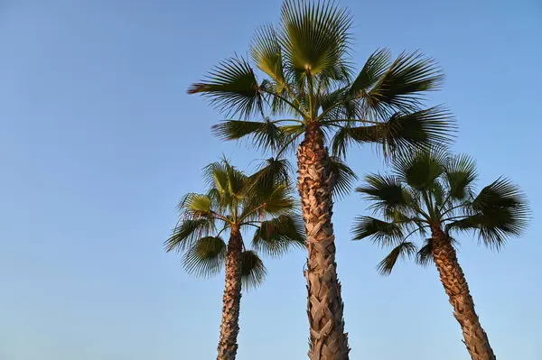Gün batımının altın renginde güneşlenirken, üç görkemli palmiye ağacı açık mavi gökyüzüne karşı dimdik durur, yaprakları kıyı melteminde usulca hışırdar, sakin bir tropikal titreşim uyandırır..