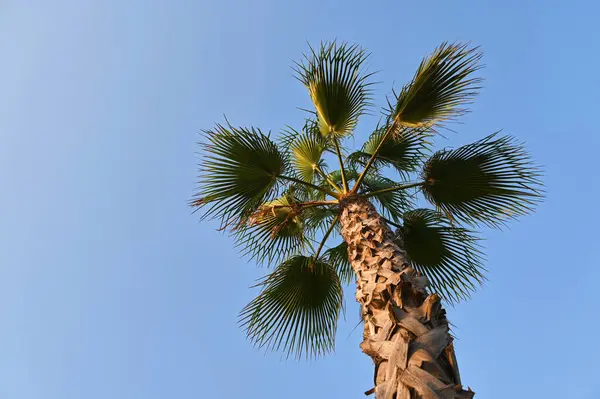 Yükselişte, görkemli bir palmiye ağacı canlı gökyüzünün altında duruyor, yapraklarının üzerinde güneş ışığı dans ederken yaprakları zarafetle uzanıyor, tropikal mutluluğun özünü somutlaştırıyor..