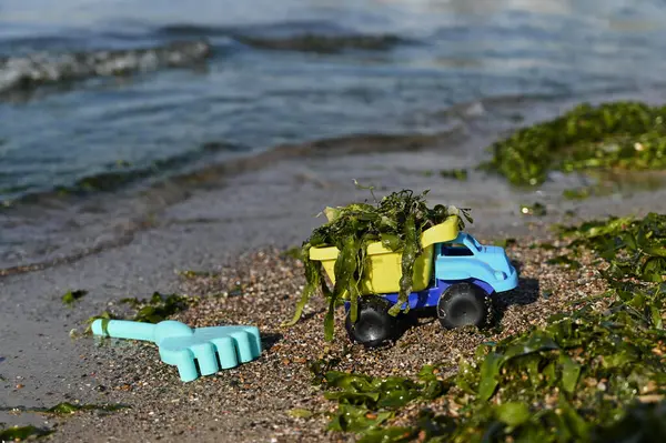 Taze toplanmış deniz yosunlarıyla dolu kumlu bir sahilde renkli bir oyuncak kamyon duruyor. Yakınlarda, parlak güneşin altında daha fazla deniz maceraya hazır küçük bir kürek dinleniyor..