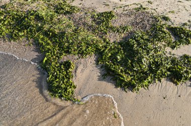 Sahil şeridi canlı yeşil deniz yosunlarından oluşan bir duvar halısı sergiliyor. Yumuşak, altın kumlarla kaynaşıyor. Nazik bir öpücükle öpüyor..