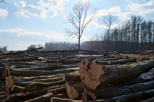 Bir grup yeni kesilmiş kereste, arka planda ağaçlarla güneşli bir açıklığa saçılmış..