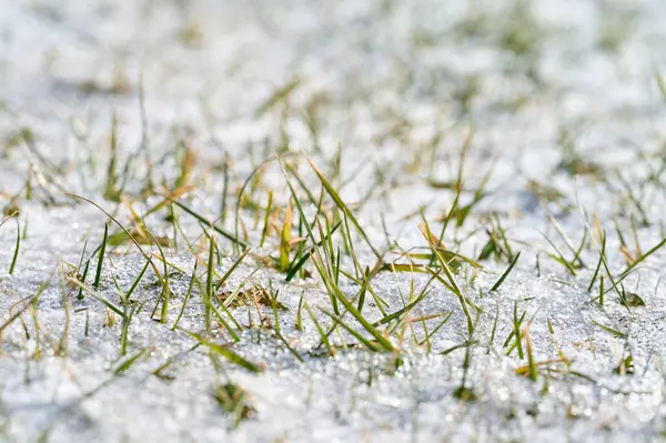 Yumuşak eriyen karların altında yeni çimenler filizlenir..