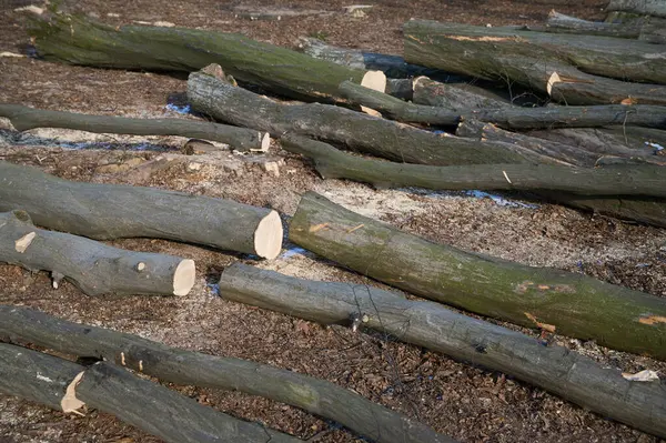 İlkbaharda yapılan son ağaç kesme faaliyetlerinin ardından orman zeminine saçılmış keresteler..