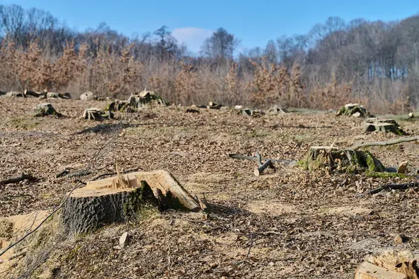 Bir zamanlar orman olan topraklar artık temizlendi. Ağaçların kütüklerini ve parlak gökyüzünün altında çorak bir araziyi gösteriyor..